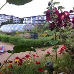 Donna Callan - @santrycommunitygarden - Instagram