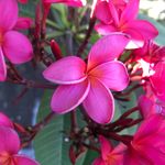 Donna Camacho Hydrick - @hydrohana - Instagram