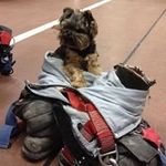 Donna Campagna-Sierzant - @daction55 - Instagram