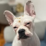 Madonna Bulldog Frenchie - @donnacaosbulldog - Instagram