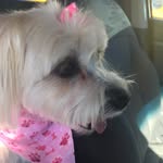 Donna cappelli - @seaglasser2424 - Instagram