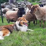 Donna Carlucci - @kindred_spirit_farm - Instagram