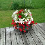 Donna Cassells - @donna.cassells.7 - Instagram