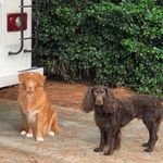 Donna Cauthen Evans - @adventures_toller_and__boykin - Instagram