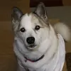 UCB - @megaedoglover - TikTok
