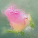 Donna Chambless - Facebook