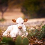 Donna Chance Photography - @donna_chance_photography - Instagram