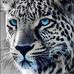 Donna Chaapel - Facebook