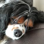 Donna Chartrand - @craftswigsnwaggles - Instagram