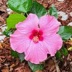 Donna Kingsnorth Chesser - @chesfam - Instagram