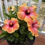 Donna Chew - Facebook