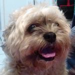 Donna - @donna_chewy - Instagram