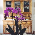 Donna Chiara - @donnachiarabb - Instagram