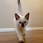 Donna Chiappini - @keiko_kuddles - Instagram
