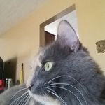 Donna Clegg - @bellakitty12345 - Instagram