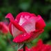 Donna Clutter - Facebook