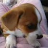 donna cocco amore - @donnapavan1234 - TikTok