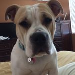 donna koncar and Coco - @dkoncar - Instagram