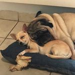 Donna Y Coco 🐕 - @_donna_coco_ - Instagram