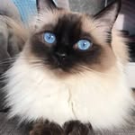 Donna & Coda - @donnaxcoda - Instagram