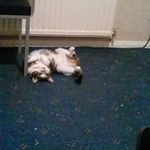 Donna Colley - @donnacolley250 - Instagram