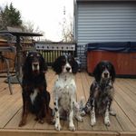 Donna Combs - @setterlover - Instagram