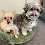 Donna Comeau - @donncom - Instagram