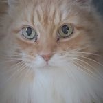 Donna Thompson - @donna.comeau59 - Instagram