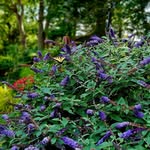 Donna Comstock - @donnajeanatbluebirdhill - Instagram
