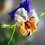 Donna Comstock Murphy - @donna1867 - Instagram