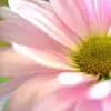 Donna Conner956 - @donnaconner956 - TikTok
