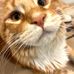 Bella Donna Maine Coon Cattery - Facebook