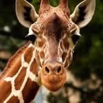 Donna Copas - @donna11061 - Instagram