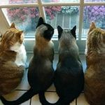 Donna Cornelison Greeson - @cornelisongreeson - Instagram