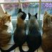 Donna Cornelison Greeson - Facebook