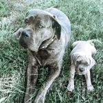 Bella and Donna the Cane Corsos - @bella_donna_cane_corso - Instagram