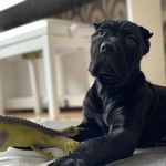 Bella_Corso🐕‍🦺 - @bella_donna_corso - Instagram