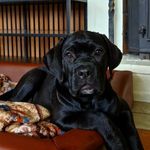 Donna Cane Corso - @donna_thecanecorso - Instagram