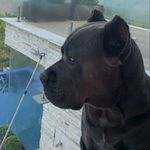 DONNA Cane Corso Italiano - @donna_canecorso - Instagram