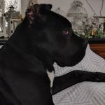 Donna Donna cane  corso - @donnadonnacane - Instagram