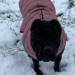 Donna - @donna_der_cane_corso - Instagram