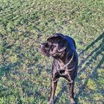 Donna - @donna_the_cane_corso - Instagram