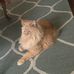 Donna Ivey Corso - Facebook