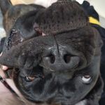 donna the cane corso - @donnathecane - Instagram