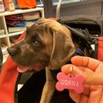 Donna, the Italian Cane Corso - @donnatheitaliancanecorso - Instagram