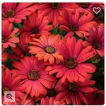 Donna Creighton - @donna22255 - Instagram