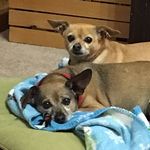 Donna Crenshaw - @worried_max_diva_molly - Instagram
