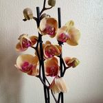Myrtle May - @donna.crossley.102 - Instagram