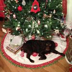 Donna Harring Cumbee - @cumbeerocks - Instagram