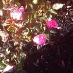 Donna Curley - @curley8077 - Instagram